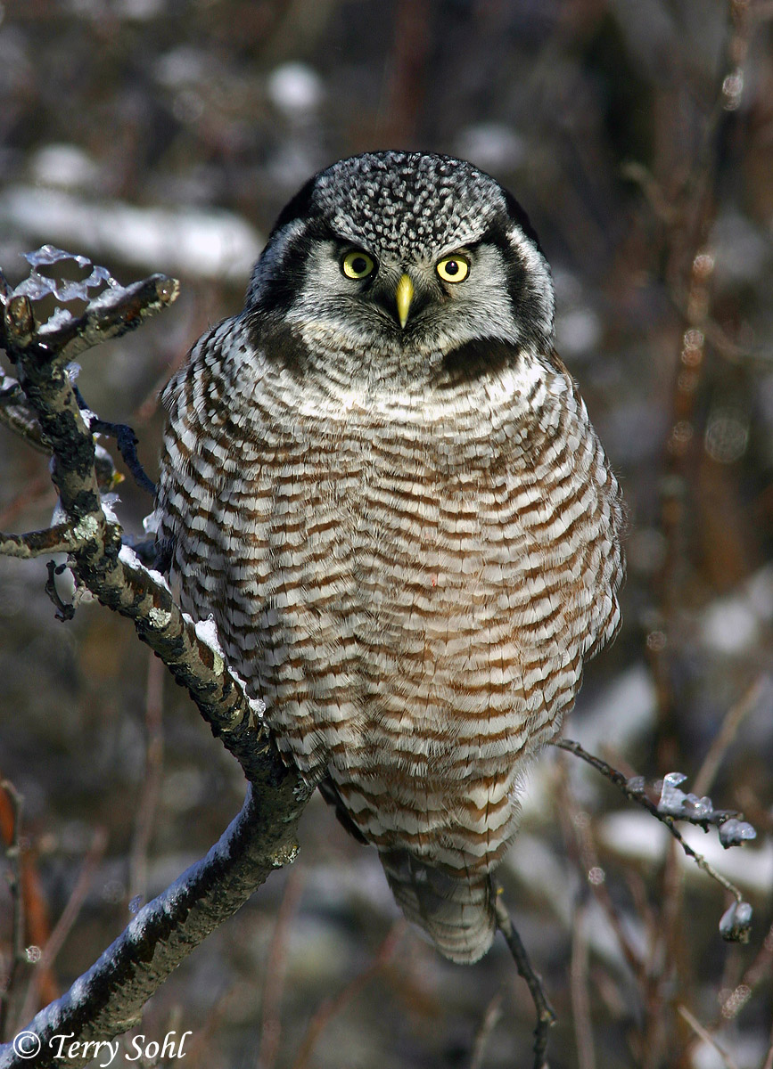 Northern Hawk Owl