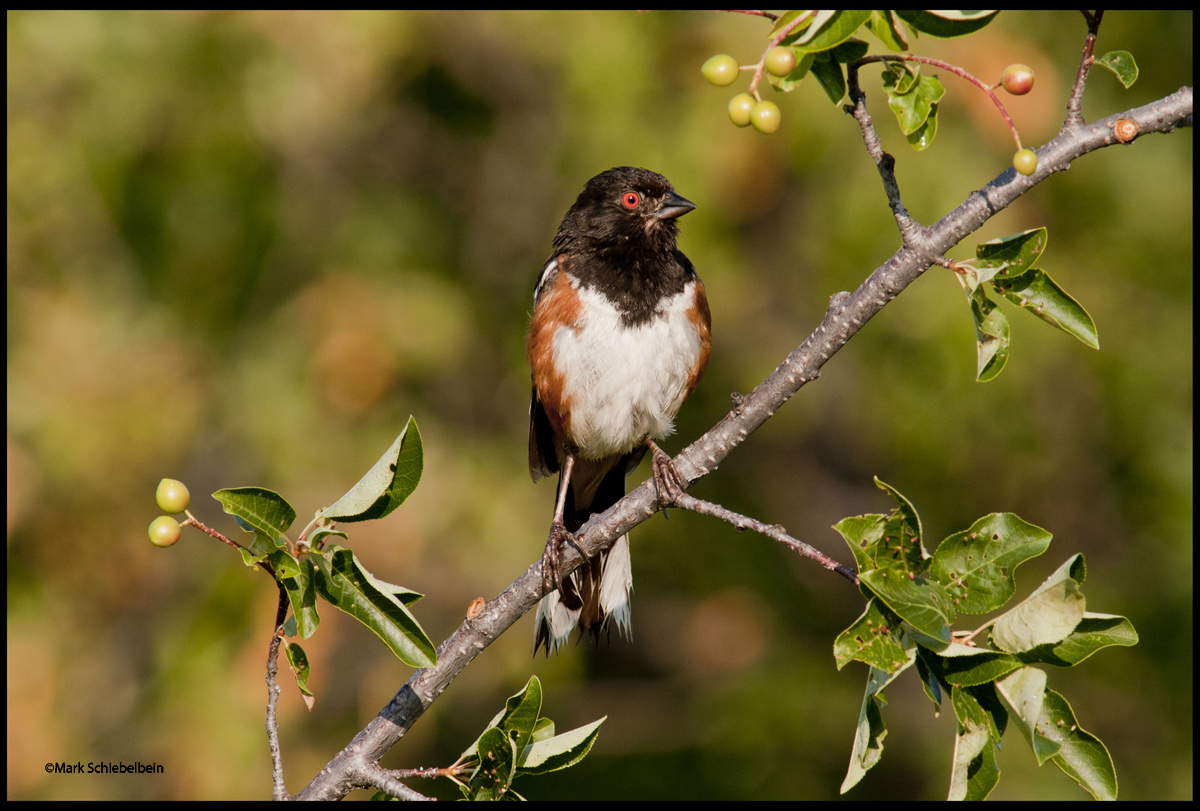 Spotted Towhee