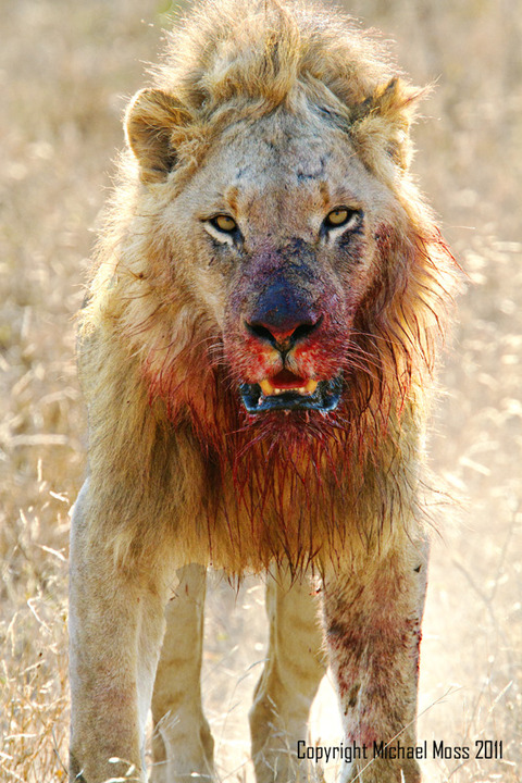 Majingilane Male (Redo)
