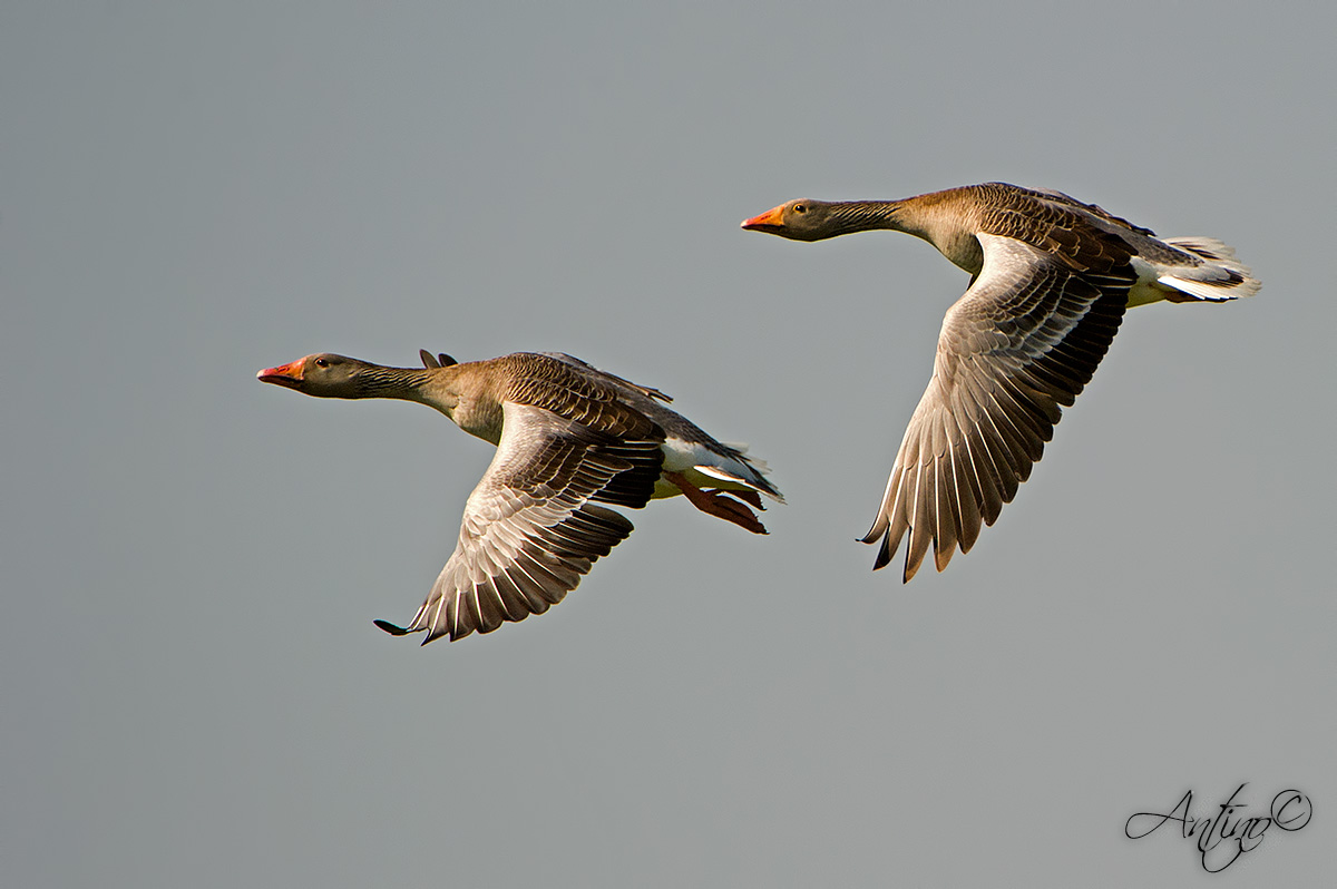Greylag Goose