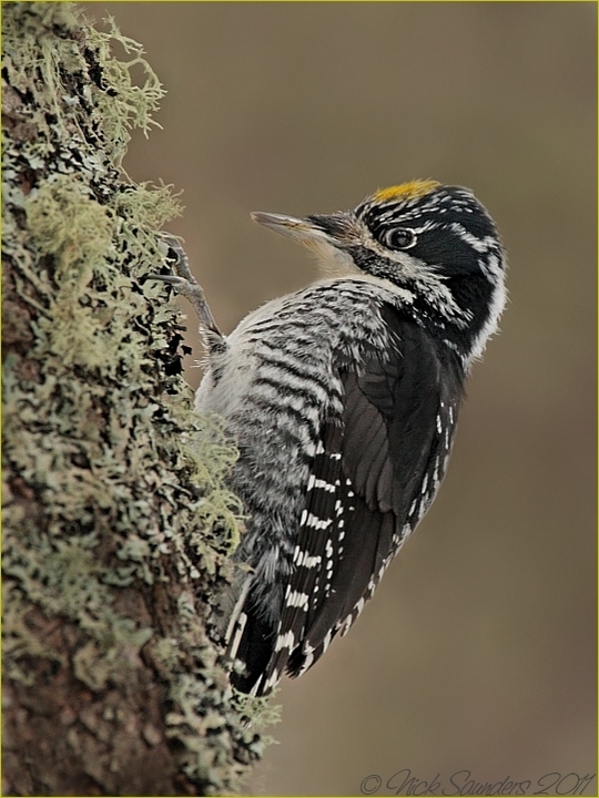 Three-toed Woodpecker