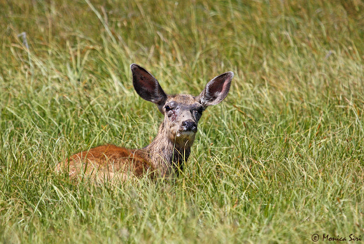 WC #471 Damaged deer