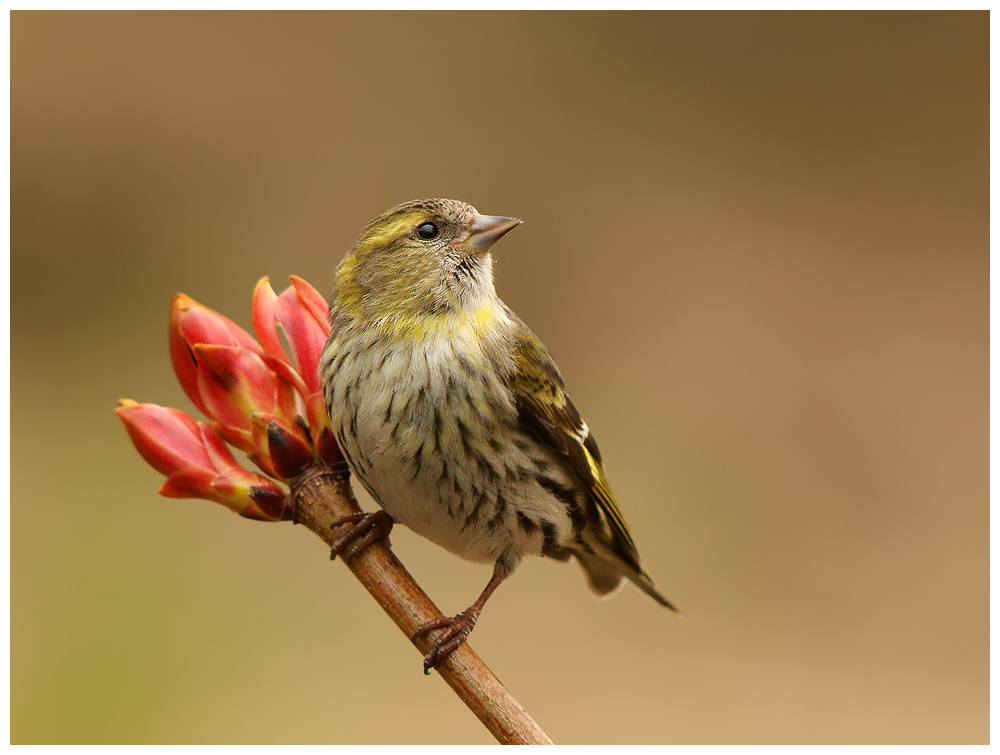 Female Siskin