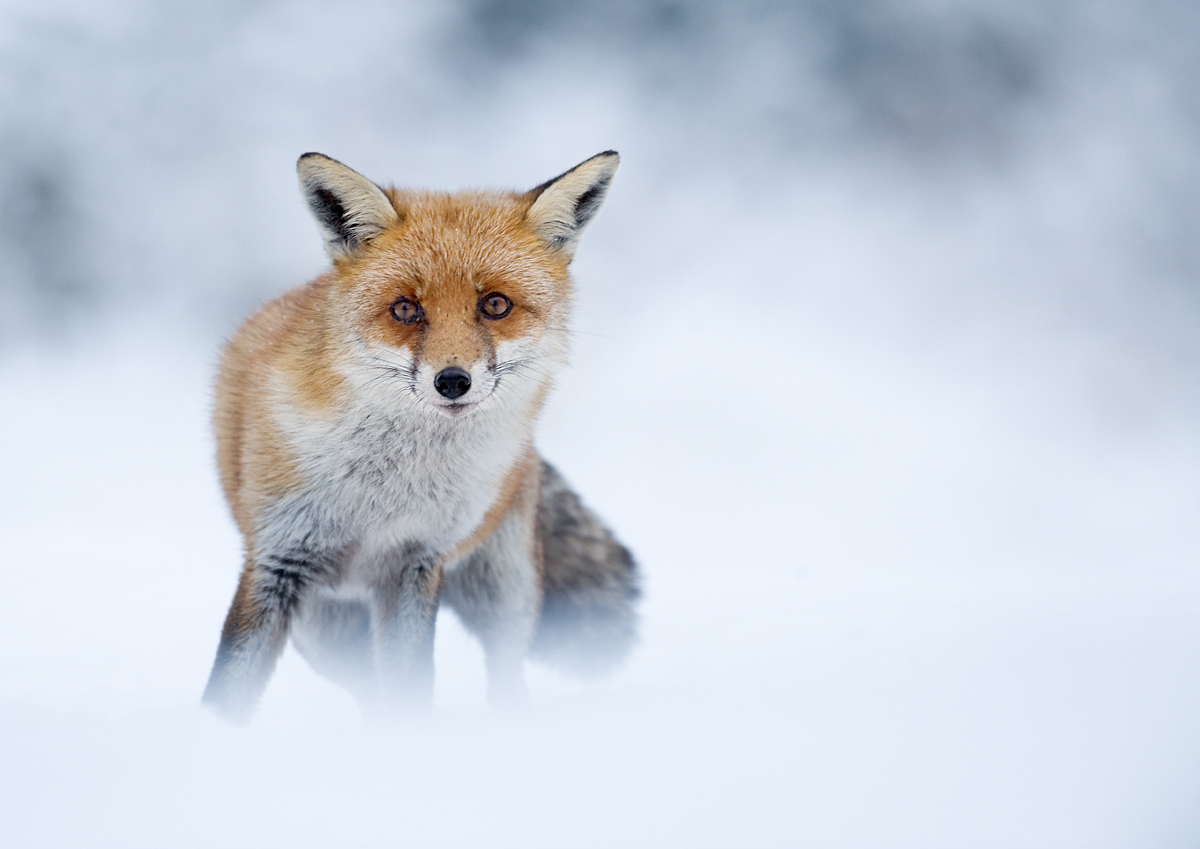 Red Fox