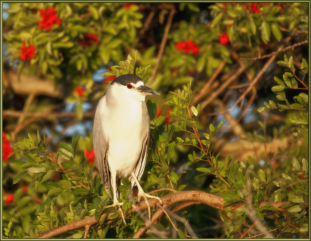Night Heron at Sunrise