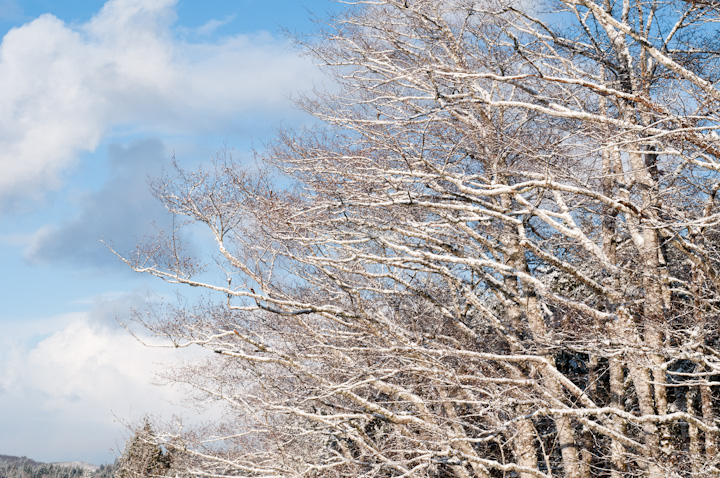 Trees
