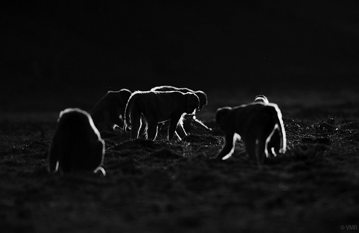 The Foragers