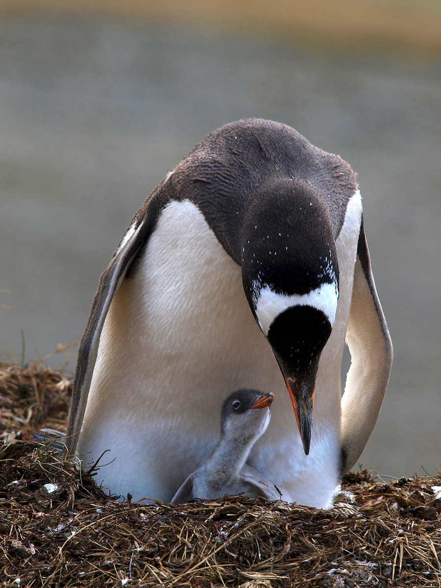 Gentoo with Chick