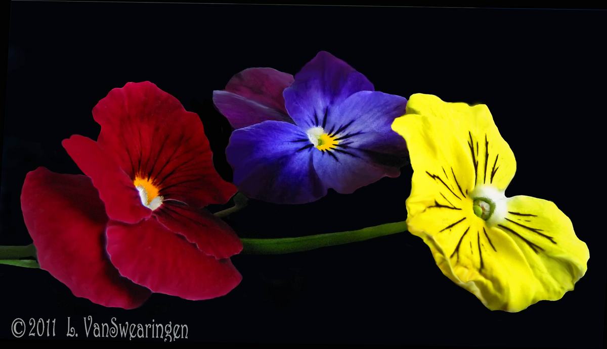 Recumbent   Pansies