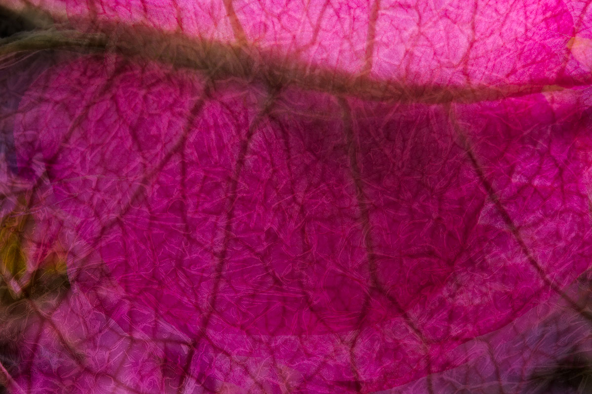 Bougainvillea Leaf Vine