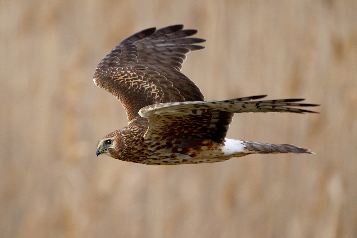 Northern Harrier