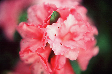 "Dream Weaver" (Azalea)
