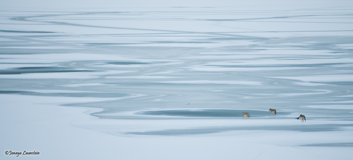 Coyotes on Ice