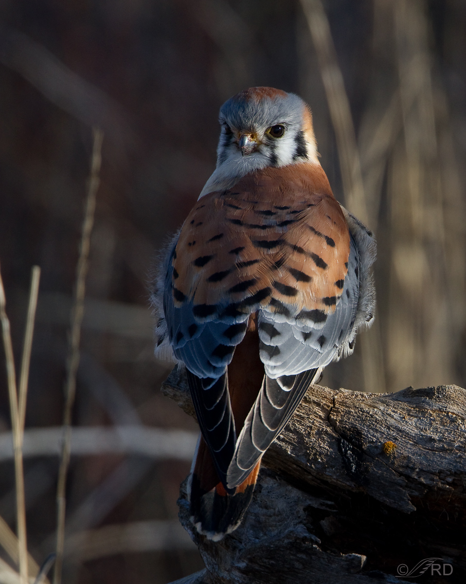 American Kestrel