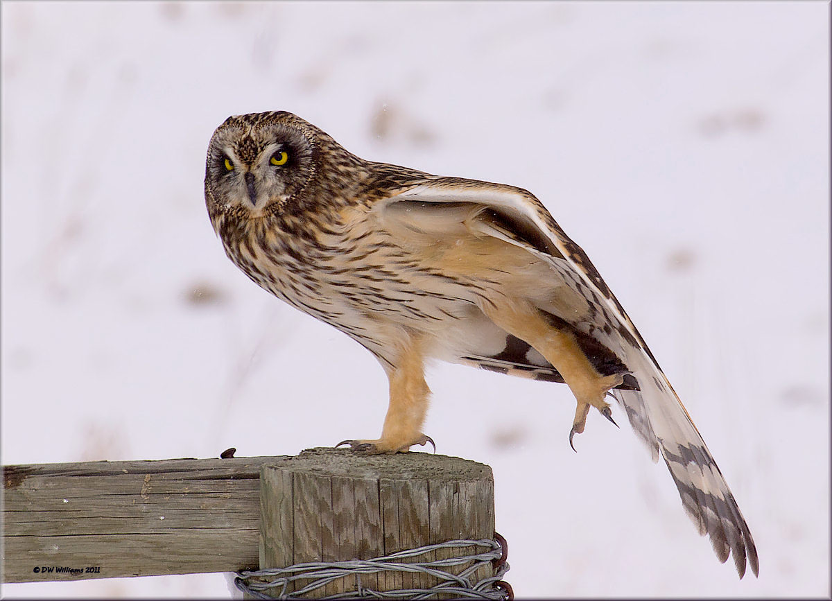 Short-eared Owl