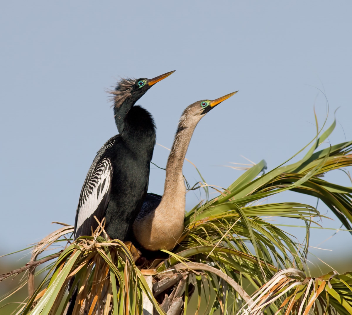 Anhingas