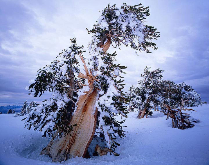Wintert bristlecone