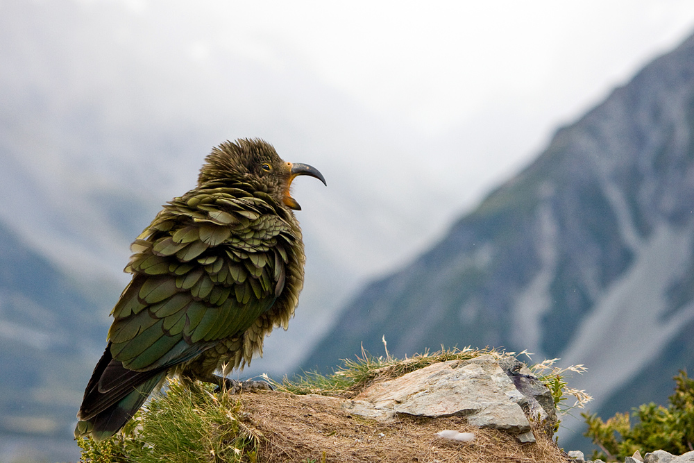 Kea yawn