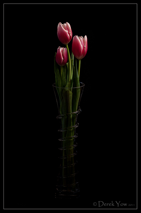 Tulip Portrait