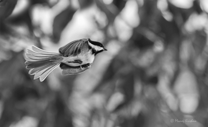 Chickadee in Flight