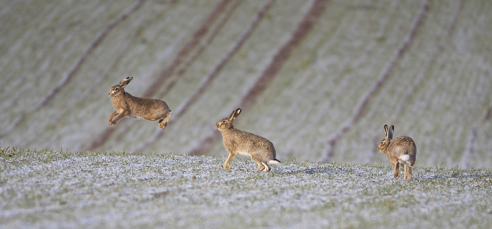 The chase
