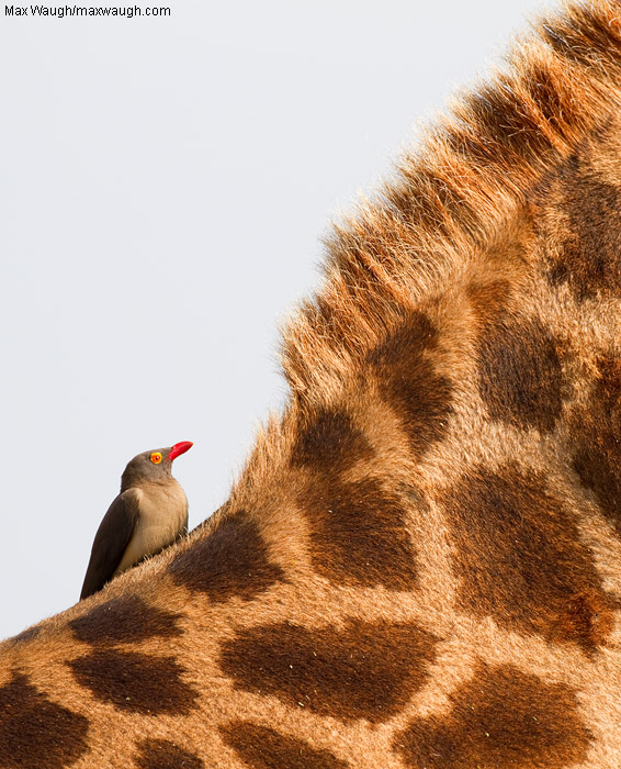 Red-Billed Oxpecker