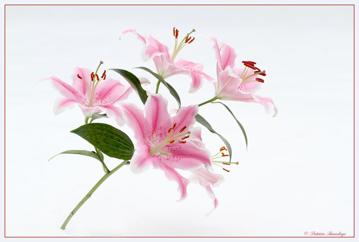 Stargazer Lily