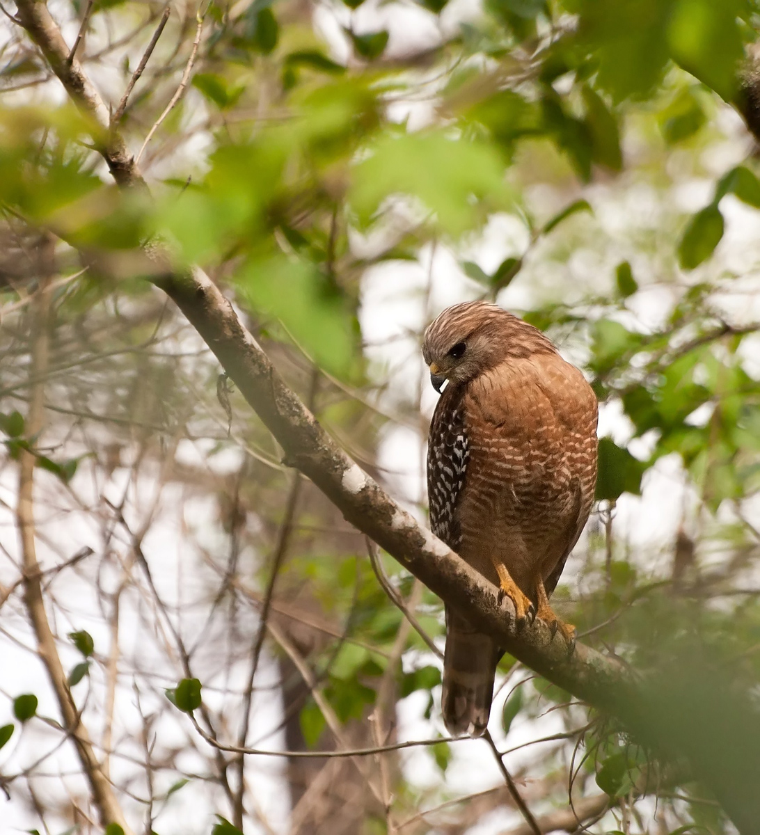 Red-shoulder Hawk