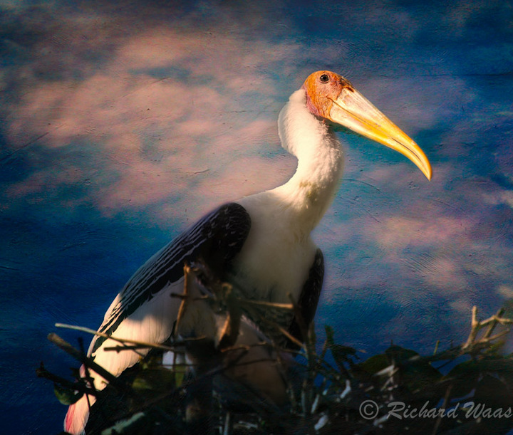 Nesting Painted Stork