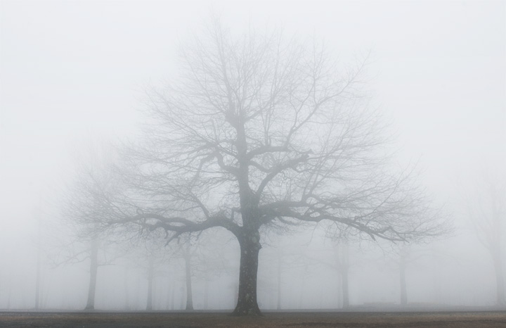 Foggy Forest