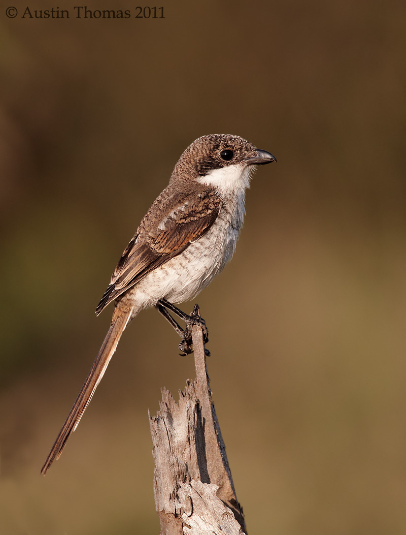 A Juvenile Fiscal Shrike