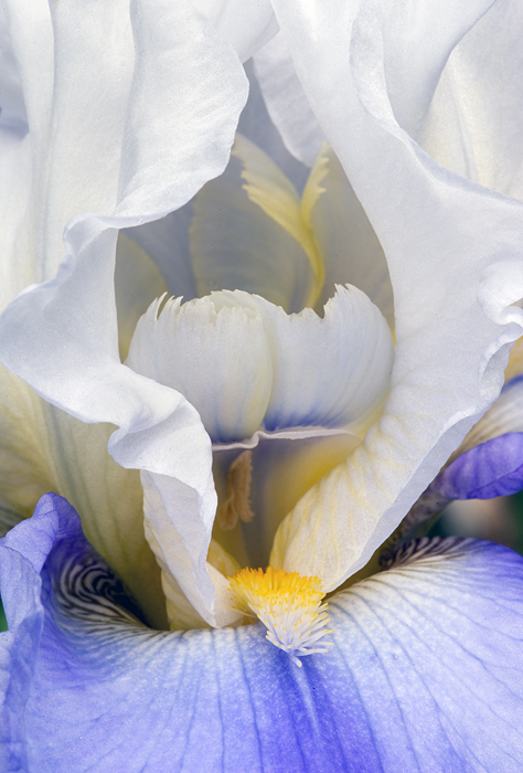 My Iris