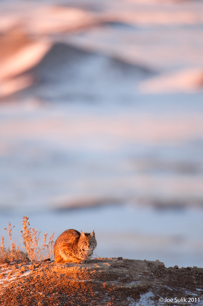 Sunrise Bobcat