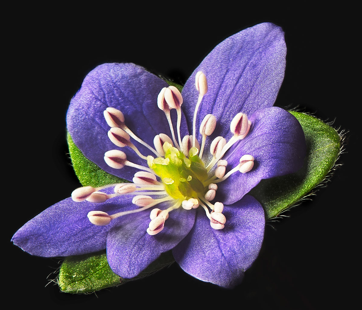 Hepatica nobilis