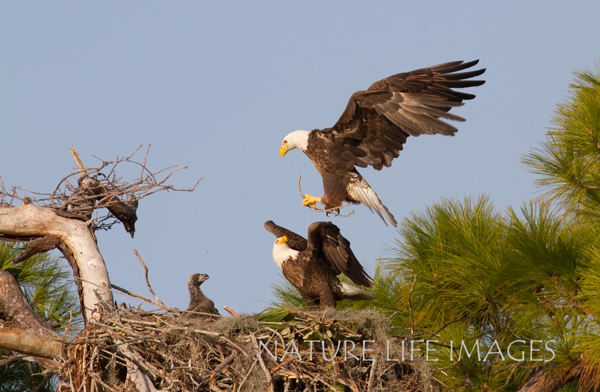 Eagle Family 
