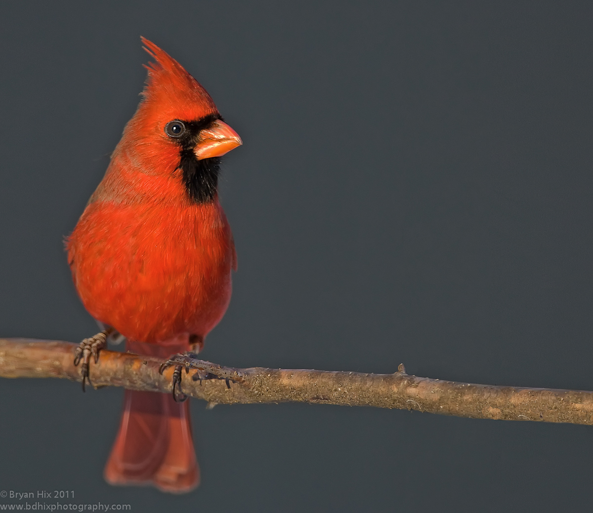 Cardinal at Sunset