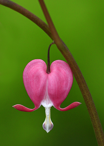 Bleeding heart