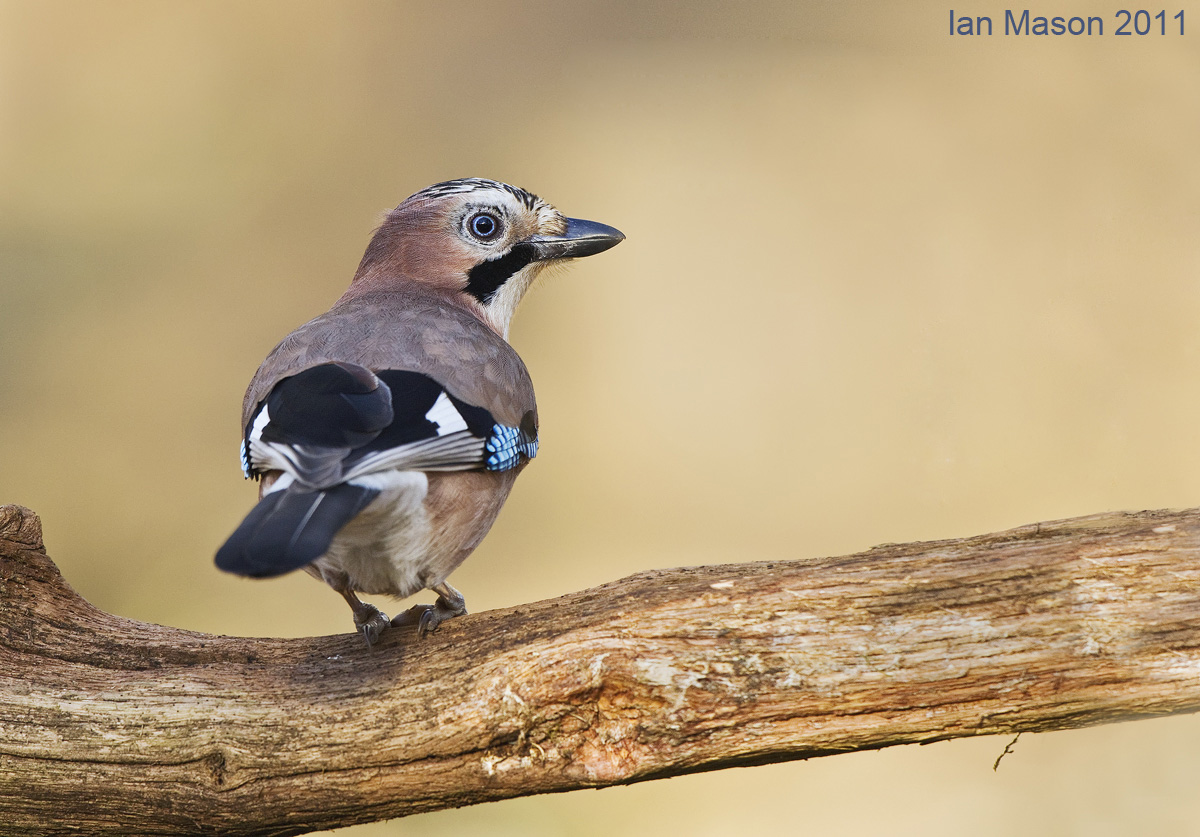 Jay