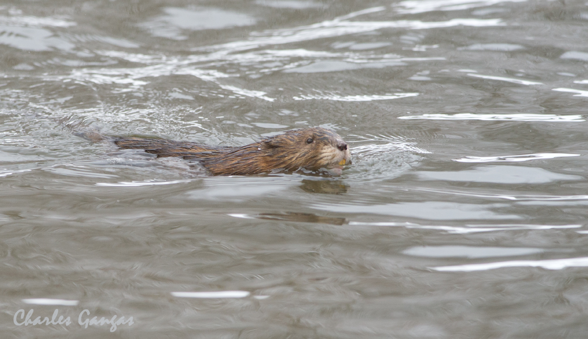 Bucky Beaver