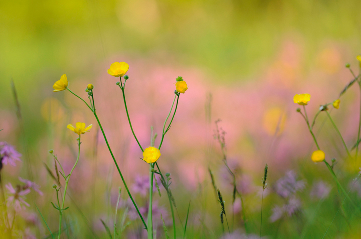 Buttercups & wildflowers