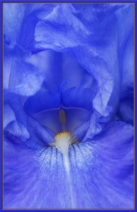 Blue Iris