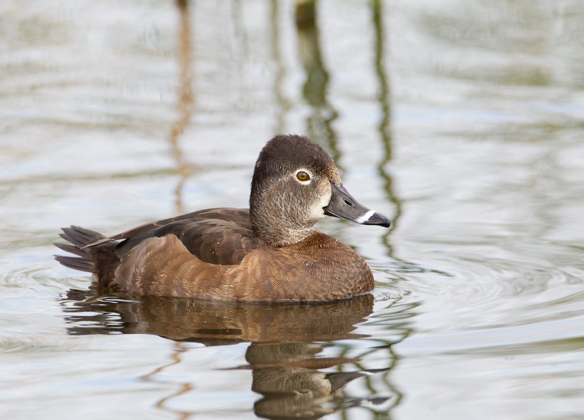 Ring-necked duck female