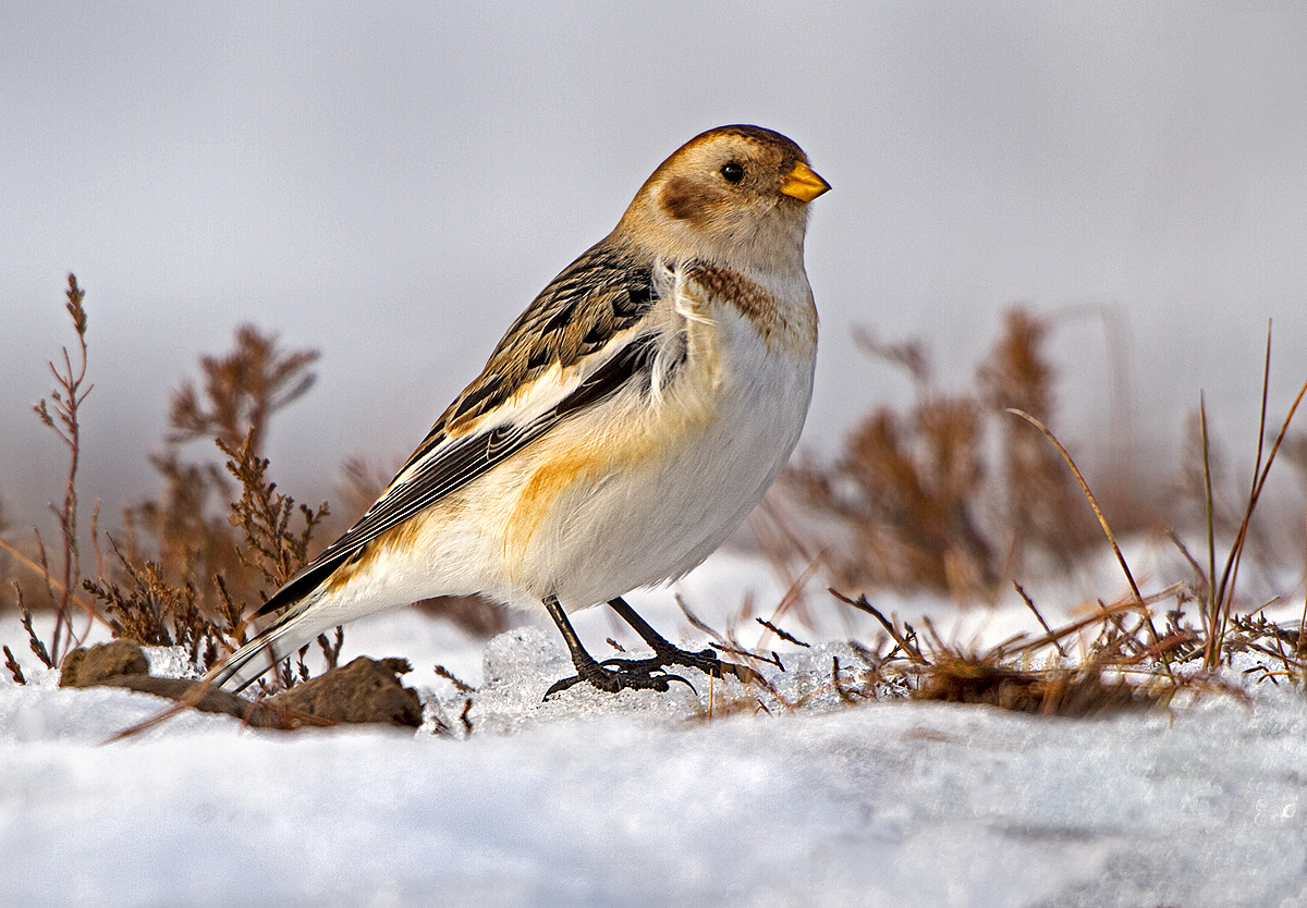 Snow Bunting