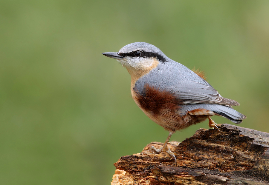 Nuthatch