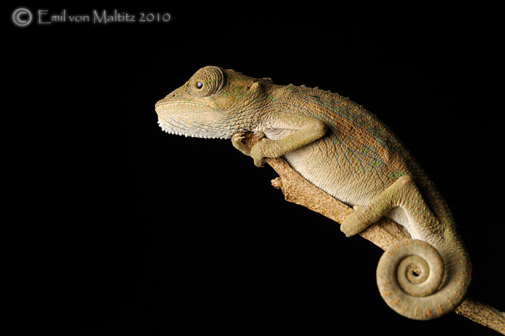 Setaro's Dwarf Chameleon