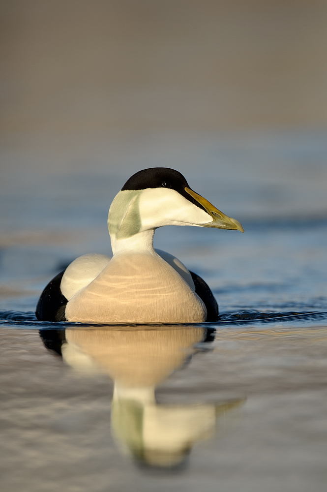 Eider duck male