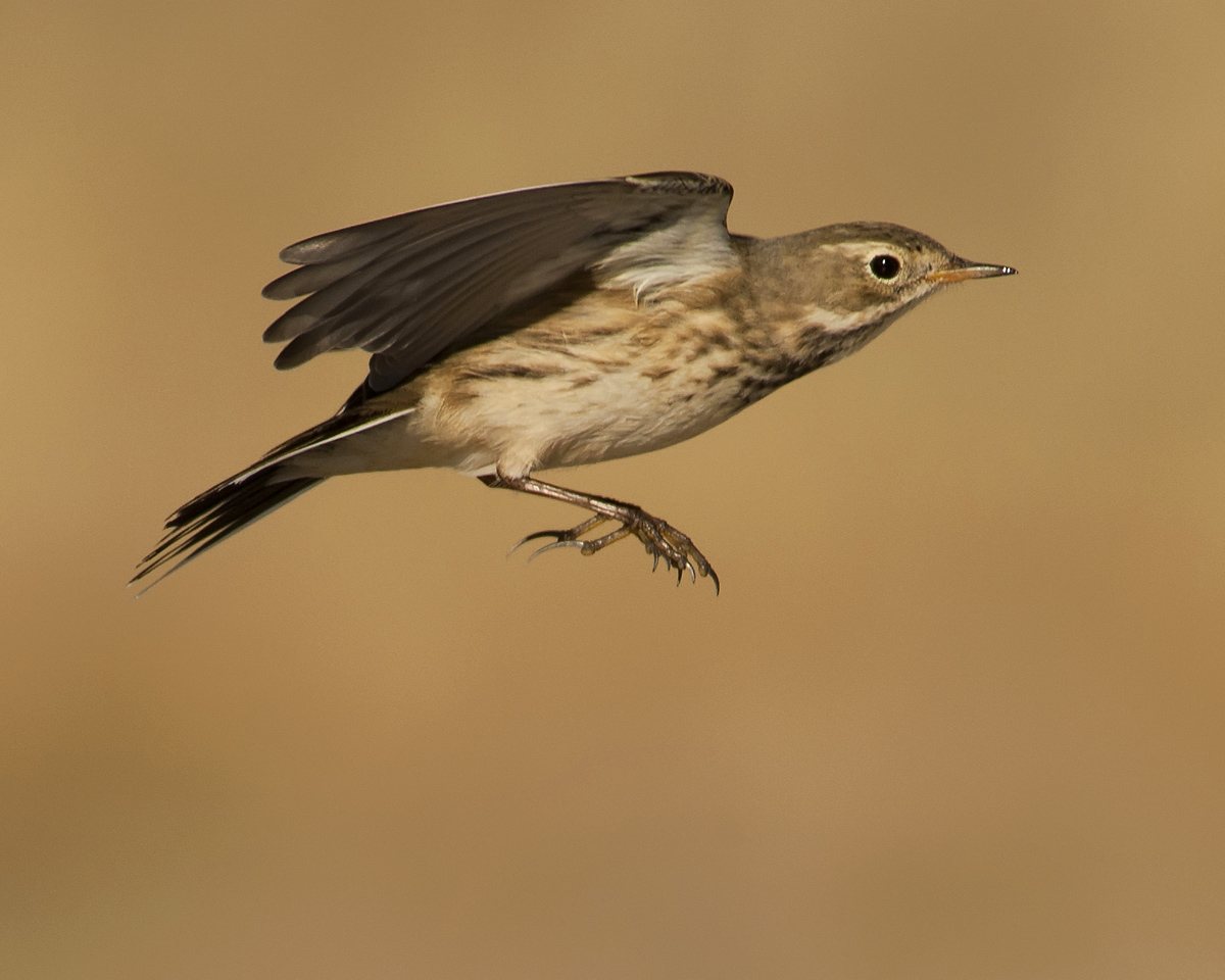 American Pipit in Flight With Repost