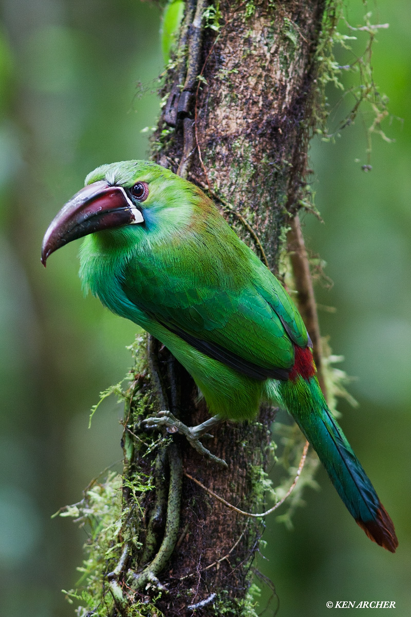 Crimson-rumped Toucanet