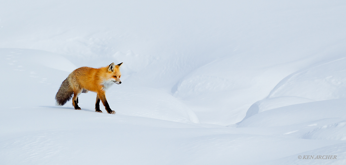 Red Fox in Yellowstone