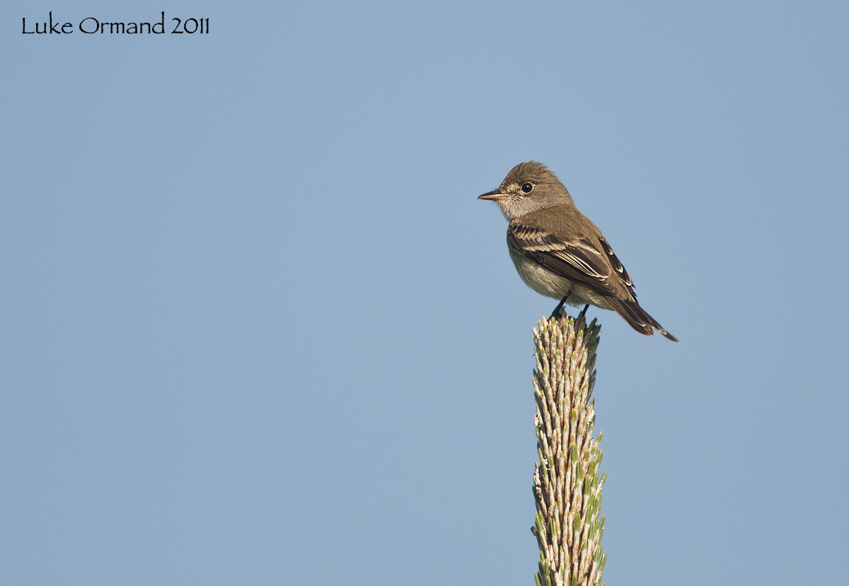 Willow Flycatcher
